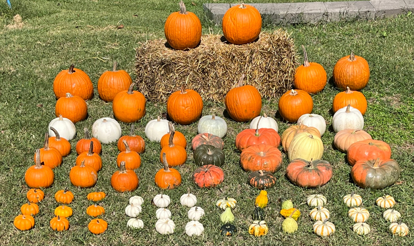 Let The Gourd Times Roll