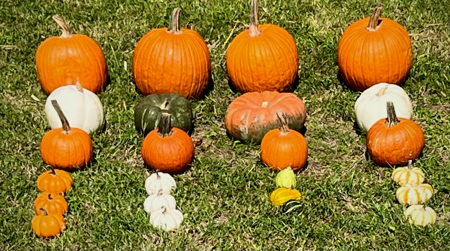 Squash Buckler