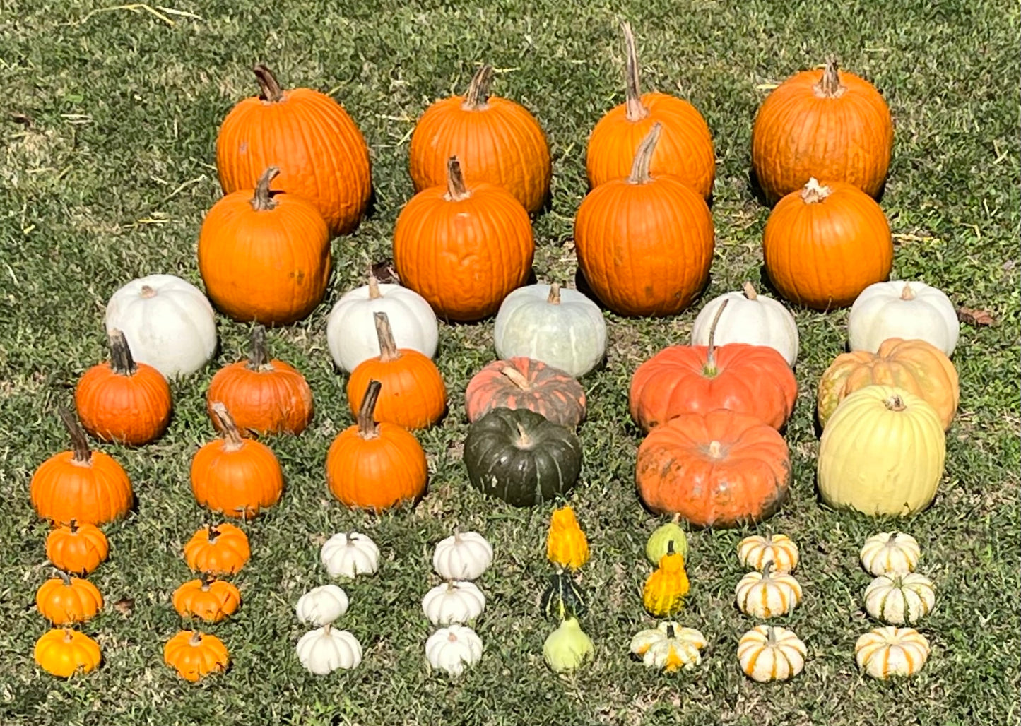 Let's Give 'Em Pumpkin to Talk About